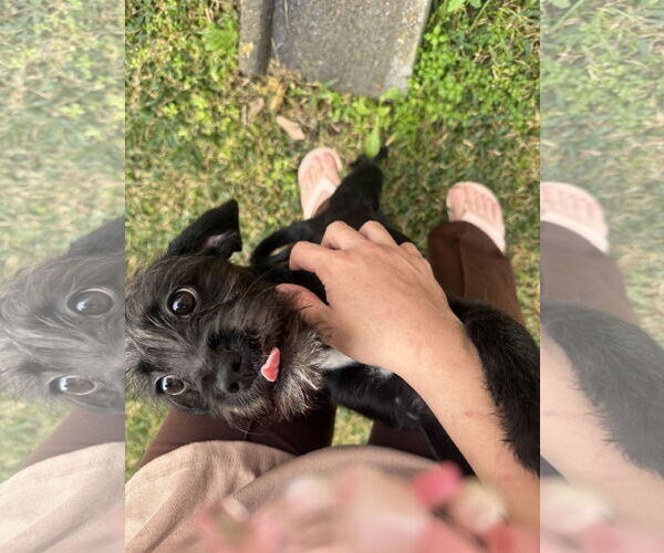 Medium Photo #6 Mutt Puppy For Sale in Rosenberg, TX, USA