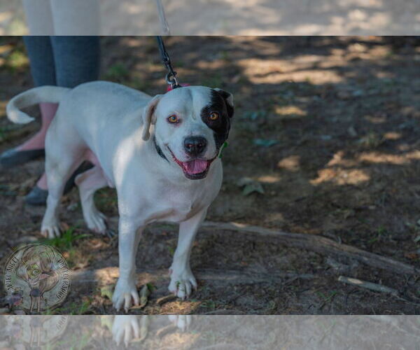 Medium Photo #7 American Pit Bull Terrier-Unknown Mix Puppy For Sale in Munford, TN, USA