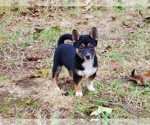 Shiba Inu Puppy for sale in CLARK, MO, USA