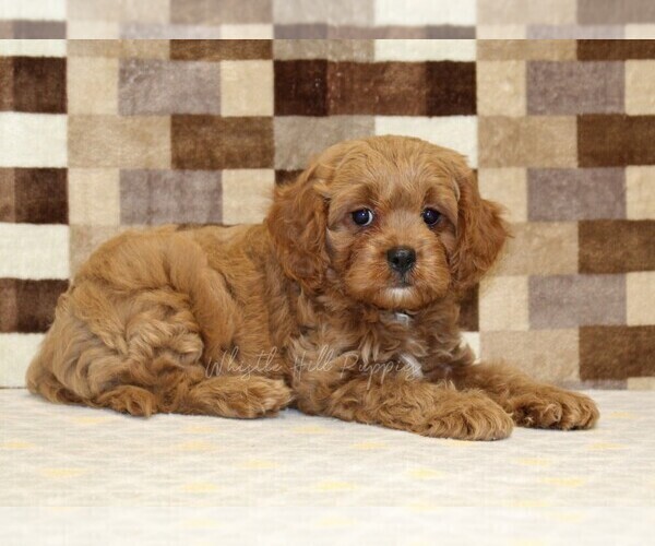 Medium Photo #2 Cavapoo (Miniature) Puppy For Sale in DENVER, PA, USA