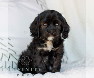 Cavapoo (Miniature) Puppy for sale in ELIZABETHTOWN, PA, USA