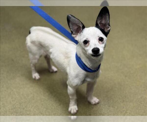 Medium Photo #1 Chihuahua-Unknown Mix Puppy For Sale in Moreno Valley, CA, USA