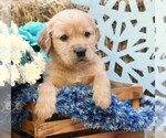 Puppy Snowflake Golden Irish