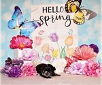 Small Photo #23 Chihuahua Puppy For Sale in CHARLESTON, AR, USA