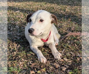 Stacy - Female Mutt Dog for Adoption - Photo #8