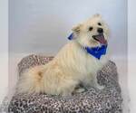 Small #4 Pomeranian-pomeranian spitz Mix