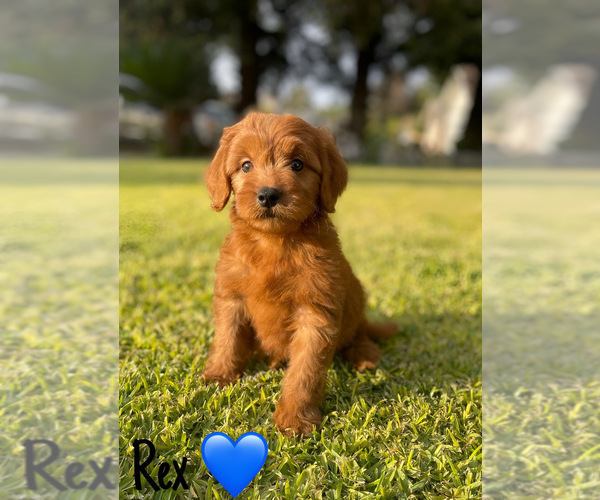 Medium Photo #7 Goldendoodle (Miniature) Puppy For Sale in BAKERSFIELD, CA, USA