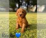 Small #6 Goldendoodle (Miniature)