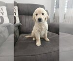 Small #6 Golden Retriever
