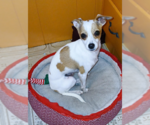 Small #7 Chihuahua Mix
