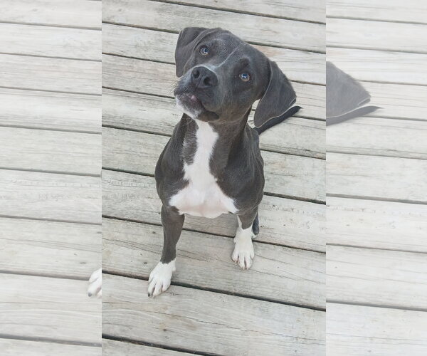 Medium Photo #2 Mutt Puppy For Sale in Murfreesboro, NC, USA