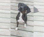 Small #1 Mutt