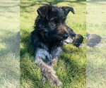 Small #1 Mutt