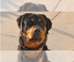 Small Photo #7 Rottweiler Puppy For Sale in Gilbert, AZ, USA