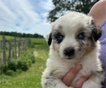 Puppy Bluey Australian Shepherd