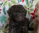 Puppy Dasher Labradoodle
