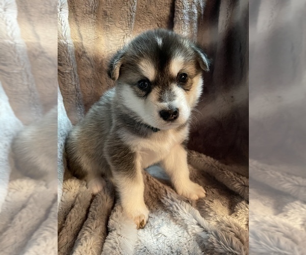 Medium Photo #14 Alusky Puppy For Sale in GARDEN GROVE, CA, USA
