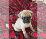 Small Photo #1 Pug Puppy For Sale in COLUMBUS, OH, USA