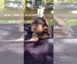 Small Photo #4 Yorkshire Terrier Puppy For Sale in MODESTO, CA, USA