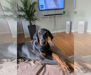Doberman Pinscher Dogs for adoption in Minneaoplis, MN, USA