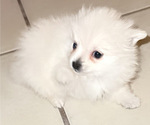 Small Photo #5 Pomeranian Puppy For Sale in ALBUQUERQUE, NM, USA
