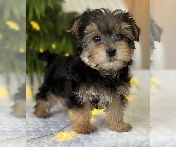 Medium Photo #10 Morkie Puppy For Sale in ROCK STREAM, NY, USA