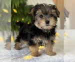Small #9 Morkie