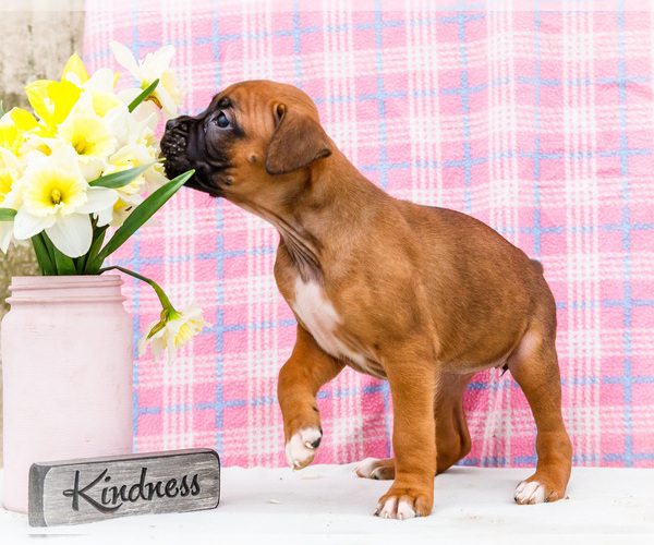 Medium Photo #7 Boxer Puppy For Sale in WAKARUSA, IN, USA