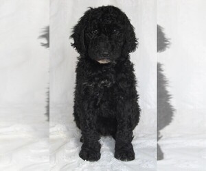 Goldendoodle Puppy for sale in FREDERICKSBURG, OH, USA