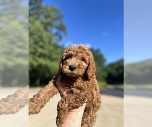 Cavapoo Puppy for sale in BOSCOBEL, WI, USA