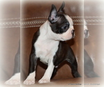 Small Photo #17 Boston Terrier Puppy For Sale in WINNSBORO, TX, USA