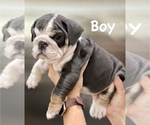 Small Photo #6 English Bulldog Puppy For Sale in HENDERSON, NV, USA