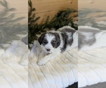 Small #4 Bernedoodle (Miniature)