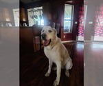 Small #2 Great Pyrenees