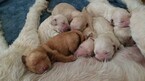 Small Photo #2 Goldendoodle Puppy For Sale in DALLAS, GA, USA