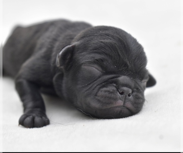 Medium Photo #2 Pug Puppy For Sale in PALM COAST, FL, USA