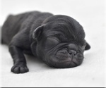 Small #1 Pug