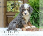 Small #1 Bernedoodle (Miniature)