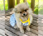 Image preview for Ad Listing. Nickname: Mango