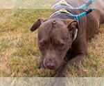 Small Photo #27 American Pit Bull Terrier-Unknown Mix Puppy For Sale in Rowlett, TX, USA