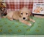 Small #3 Golden Retriever