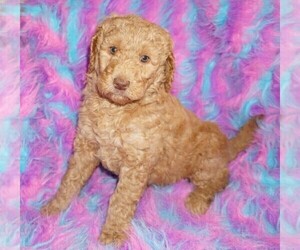 Labradoodle mix (+ Poodle Standard) Puppy for sale in LA HABRA, CA, USA