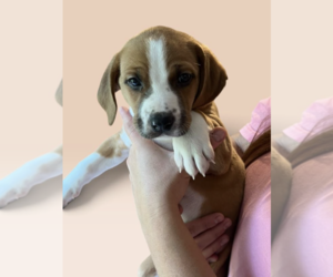 Mutt Dogs for adoption in Rockville, MD, USA