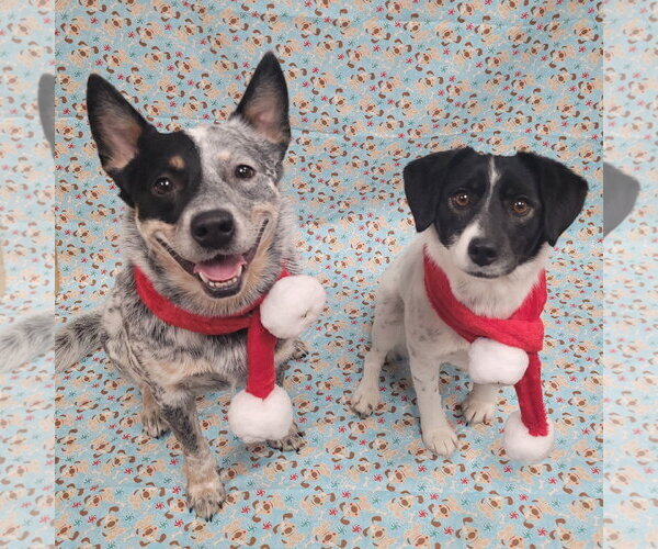 Medium Photo #8 Mutt Puppy For Sale in FAIRLAWN, OH, USA