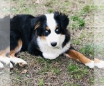 Small Photo #1 Australian Shepherd Puppy For Sale in PINEVILLE, KY, USA