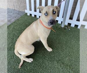 Mutt Dogs for adoption in Modesto, CA, USA