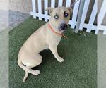 BLONDIE - Female Mutt Dog for Adoption - Small photo
