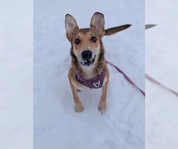 Medium Photo #10 Mutt Puppy For Sale in Evansville, IN, USA