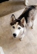 Small Photo #1 Siberian Husky Puppy For Sale in ELK GROVE, CA, USA