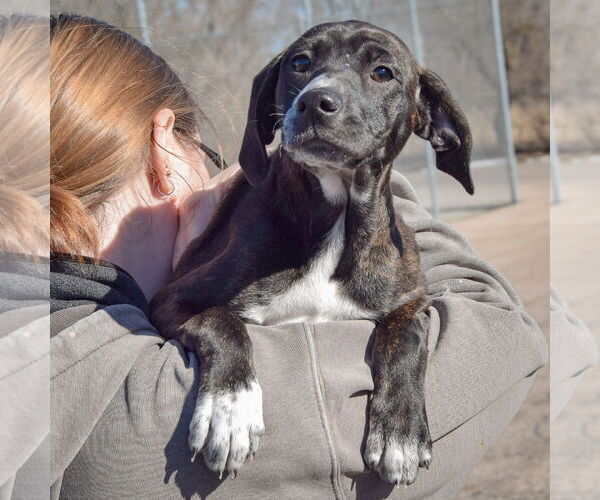Medium Photo #4 Boxer-Plott Hound Mix Puppy For Sale in Huntley, IL, USA
